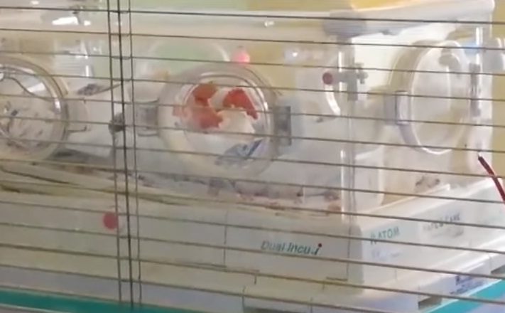 “Muove il piedino”, neonata prematura guarisce dal coronavirus: “Soddisfazione unica”