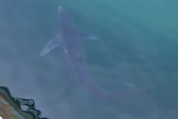 La natura si riprende i suoi spazi: avvistato squalo a Pozzuoli