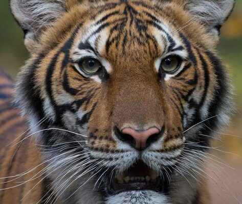 Tigre positiva al coronavirus: infettata da impiegato zoo