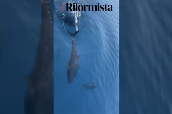 Sorrento, branco di tonnetti entra in porto