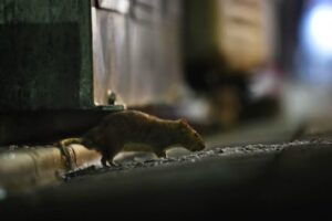 La ‘guerra’ tra topi e Coronavirus: convertiti al cannibalismo per sopravvivere