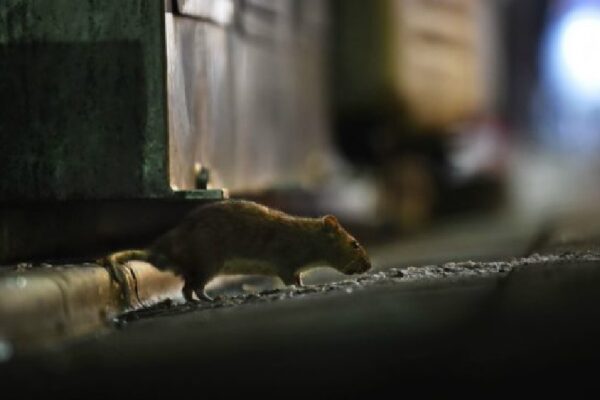 La ‘guerra’ tra topi e Coronavirus: convertiti al cannibalismo per sopravvivere