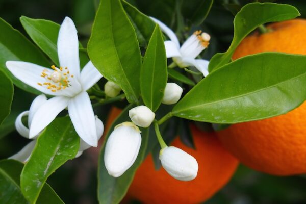 La silenziosa guerra per la vita dei contadini