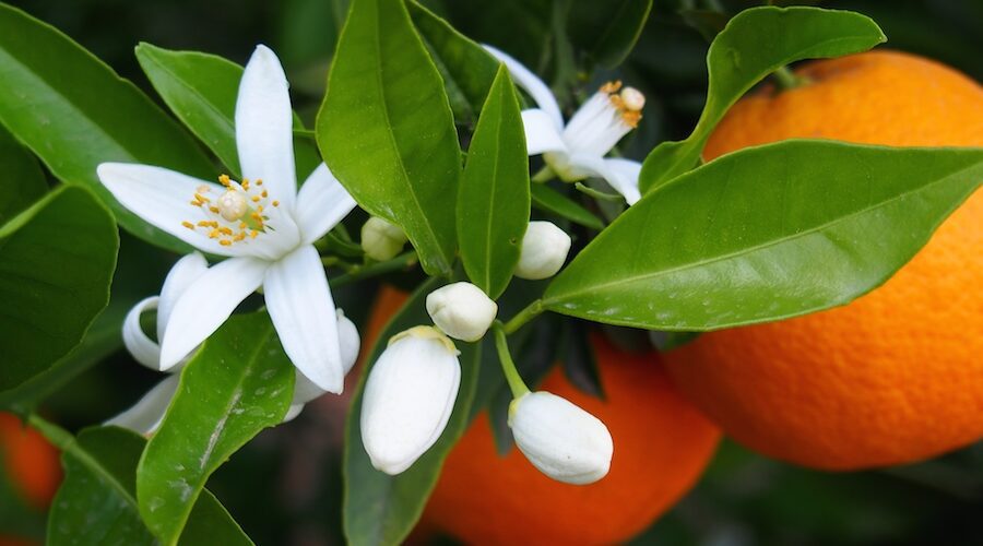 La silenziosa guerra per la vita dei contadini