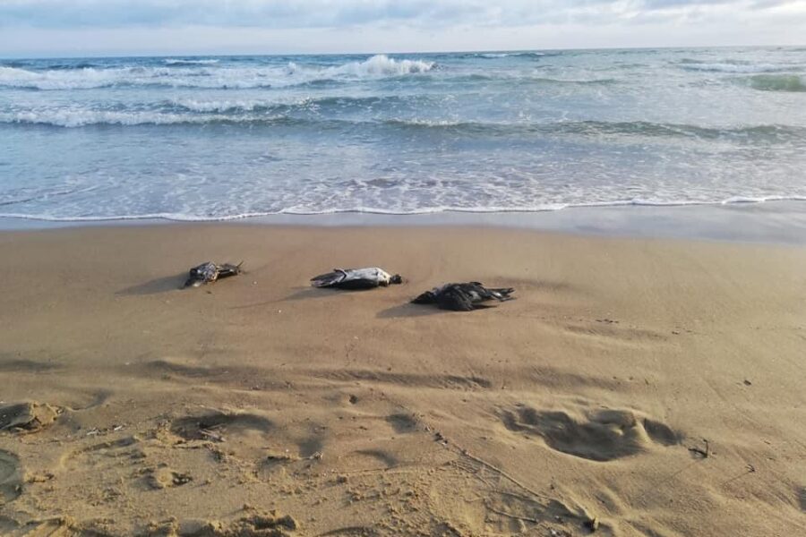 Uccelli morti sulla spiaggia: il giallo ancora irrisolto