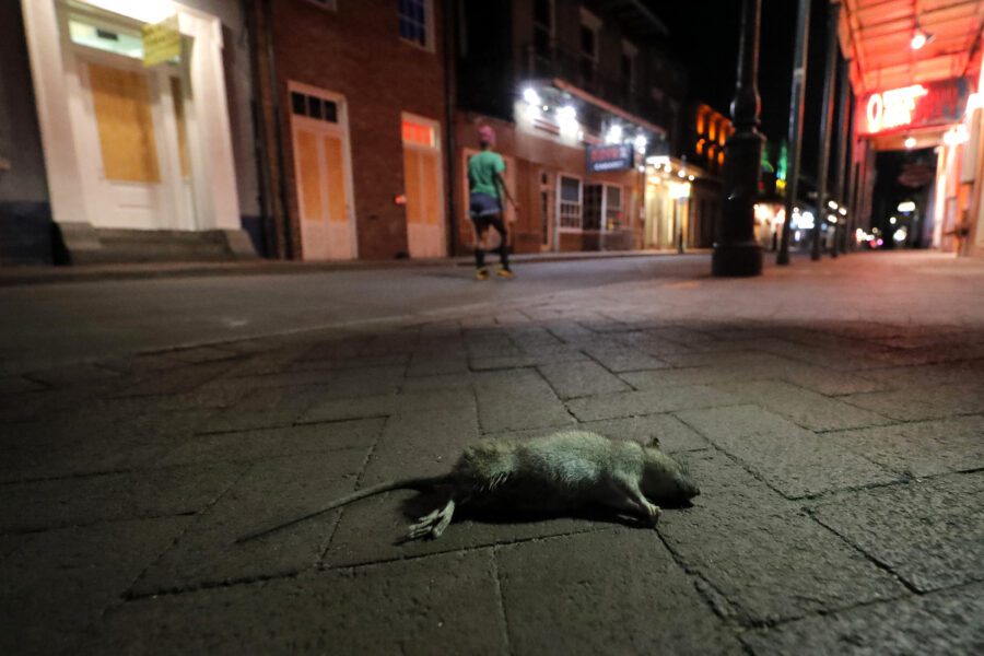 A dead rodent lies on the sidewalk as a lone passerby walks up Bourbon Street, normally bustling with tourists and revelers, in New Orleans, Monday, March 23, 2020. Complicating New Orleans’ fight of the new coronavirus spread, rats and mice are abandoning their hiding places in walls and rafters of shuttered businesses and venturing outside. On Bourbon Street workers in protective clothing placed poisonous bait in storm drains and set out traps. "Unfortunately, what’s happening is, many of these rodents are looking for an alternative food source," Claudia Riegel, the city’s pest control director, said Monday. (AP Photo/Gerald Herbert)