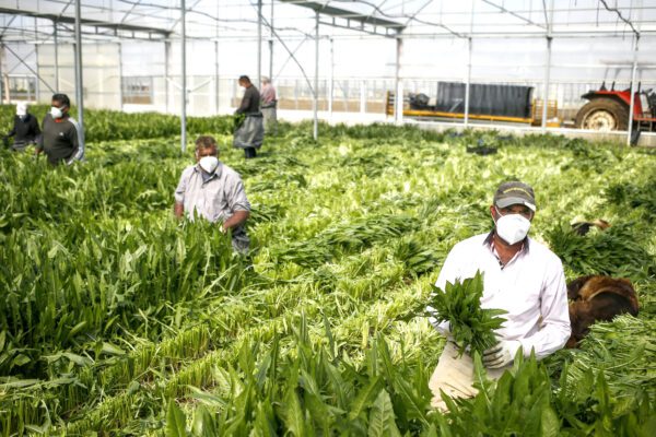 “Permesso di tre mesi per immigrati è una barzelletta”, sulle regolarizzazioni parla Livi Bacci