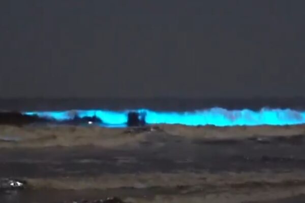Le onde diventano blu, l’incredibile fenomeno sulle spiagge californiane