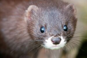 Coronavirus, focolaio in un allevamento di visoni: animali salvati dal macello
