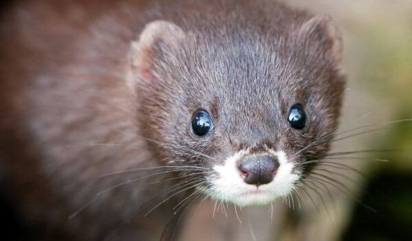 Coronavirus, focolaio in un allevamento di visoni: animali salvati dal macello