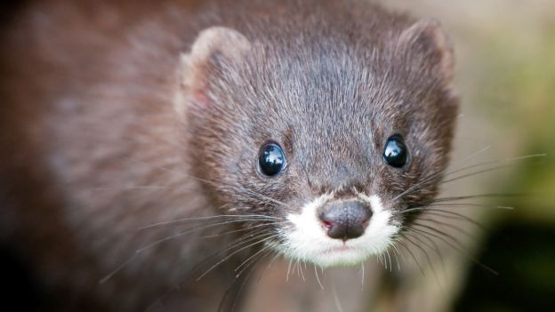 Coronavirus, focolaio in un allevamento di visoni: animali salvati dal macello