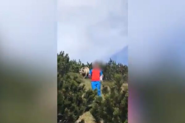 Bambino incontra orso in montagna, non perde la calma: “Se succede fate come Alessandro”