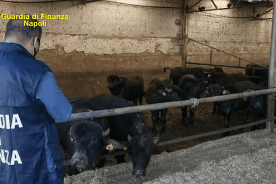 Camorra, sequestrata l’azienda bufalina controllata dai fratelli Zagaria