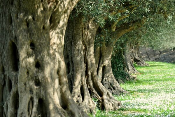 “Un albero per ogni vittima di Covid”, nasce a Firenze il bosco della memoria