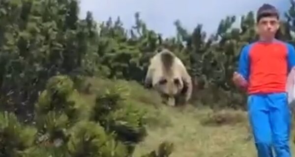 Bambino incontra orso in montagna, non perde la calma: “Se succede fate come Alessandro” Bambino incontra orso in montagna, non perde la calma: “Se succede fate come Alessandro”