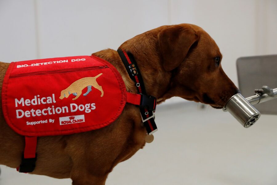 Medical Detection Dogs trainer Rob Harris (not pictured) runs a training exercise with dog Florin. Medical Detection Dogs is looking into whether man’s best friend could play a role in preventing the spread coronavirus disease (COVID-19), Milton Keynes, Britain March 31, 2020. Picture taken March 31, 2020. REUTERS/Matthew Childs