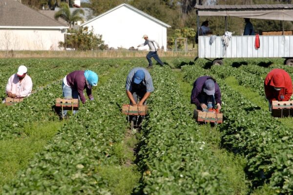 Lavoratori agricoli