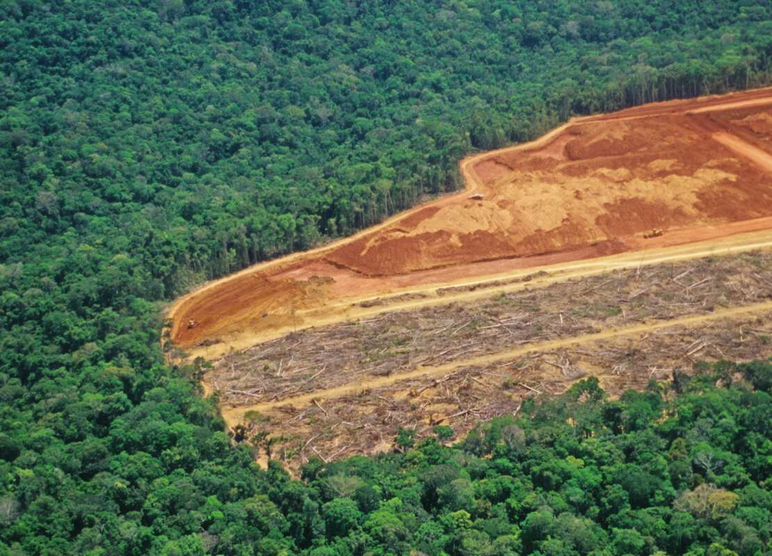 Deforestazione E COVID 19 Due Facce Di Una Stessa Medaglia Il Riformista