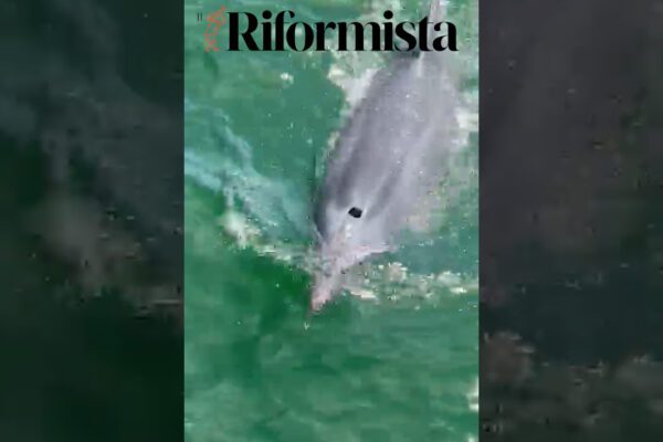 La magia dei delfini nel porto di Cagliari