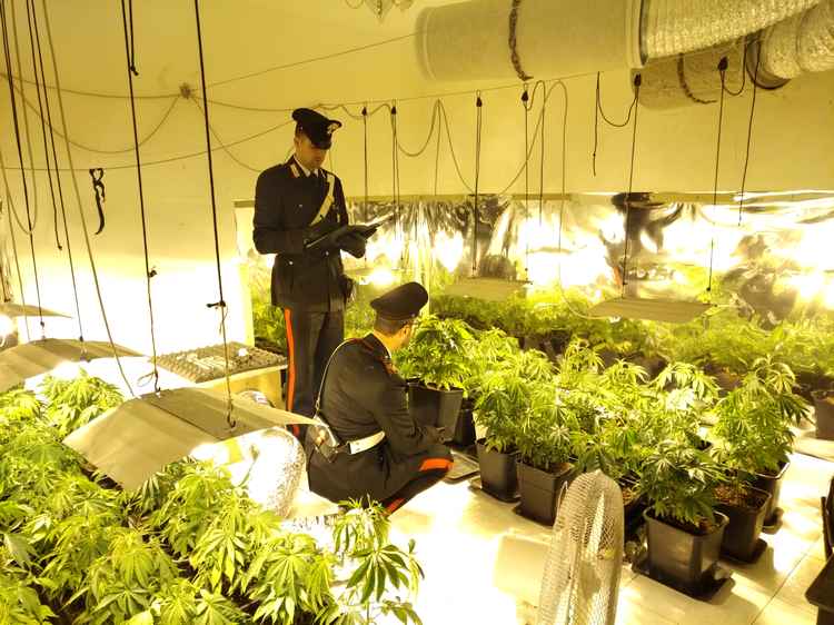 Bambina precipita dal balcone in giardino, la polizia trova piantagione di marijuana