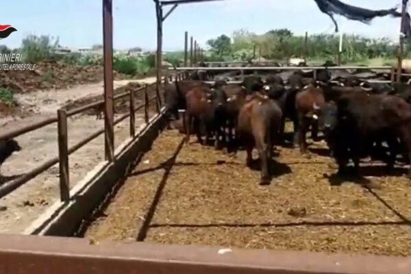 Liquami di bufale finiscono direttamente in mare, Carabinieri sequestrano azienda zootecnica