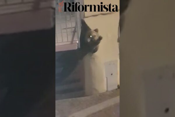 Orso si arrampica sui balconi, paura in Trentino
