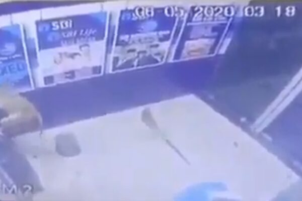 Blitz al bancomat, ma il rapinatore è una scimmia