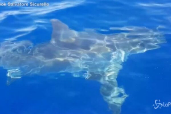 Avvistato uno squalo bianco al largo di Lampedusa