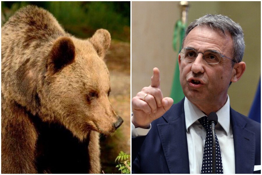 Caccia all’orso, il ministro Costa contro la Provincia di Trento: “No all’abbattimento”