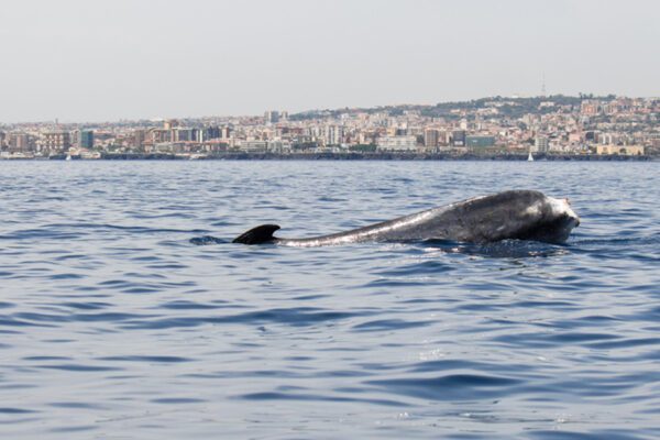 Storia di Codamozza, la balena mutilata che gira in lungo e largo il Mediterraneo