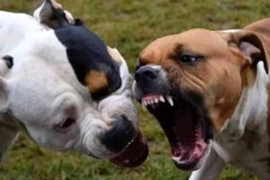 “Giù al rione fanno combattere i pitbull”. La zoo-mafia dilaga: corse clandestine e traffico di cuccioli “Giù al rione fanno combattere i pitbull”. La zoo-mafia dilaga: corse clandestine e traffico di cuccioli