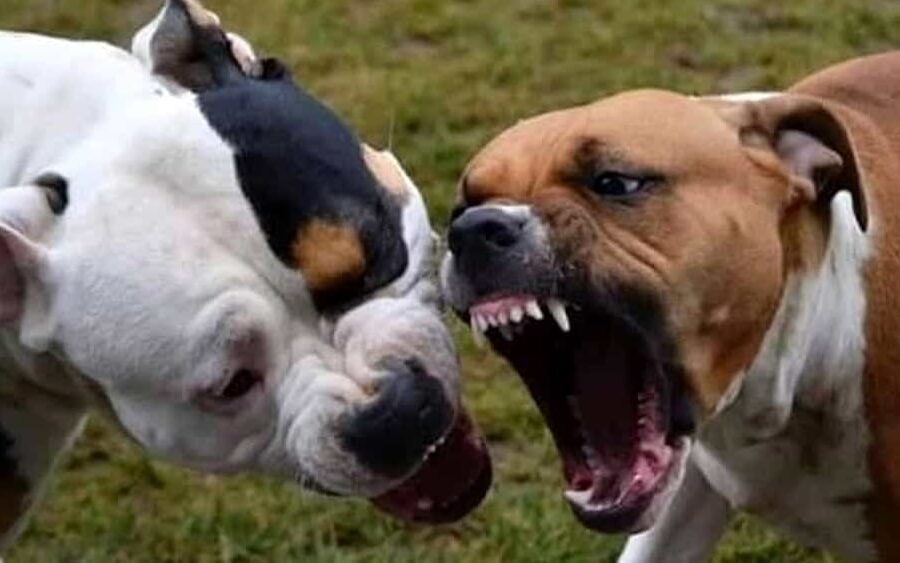 Donna sbranata da due cani, staccate parti di naso, orecchio e zigomo: “E’ grave, oltre 200 punti di sutura”