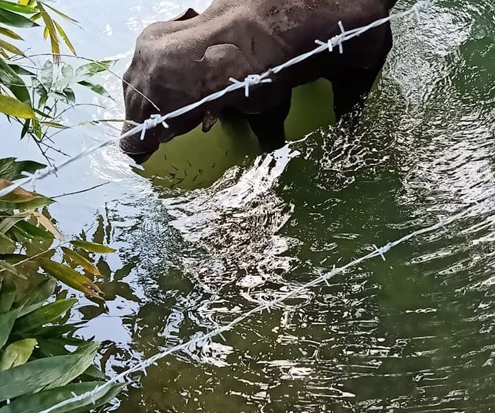 Elefantessa incinta muore per aver mangiato un ananas pieno di petardi: un arresto