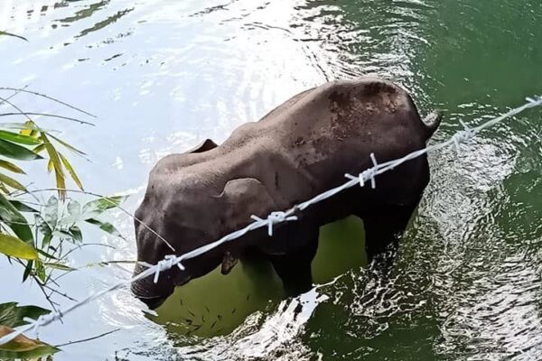 Elefantessa incinta muore per aver mangiato un ananas pieno di petardi: un arresto