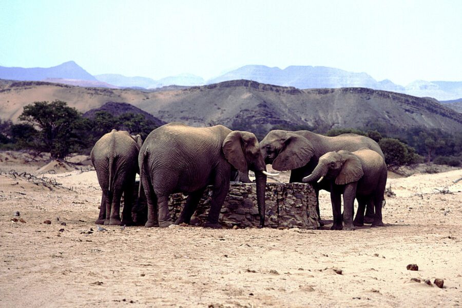 ©SILVIO FIORE/LAPRESSE
STOCK
NAMIBIA. DAMARALAND

ELEFANTI AL POZZO DELLA ACQUA NELLA SAVANA DESERTA