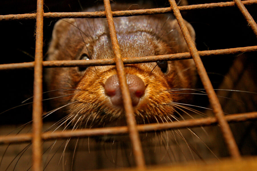 ©A&G/Lapresse
21-03-2007 San Bernardo in Valle,Santuario, Savona, Italia
Varie
L’allevamento di visoni da pelliccia di Alessandro Pisacane  stato oggetto dell’incursione di un gruppo di ambientalisti che forzando le aperture delle gabbie ha liberato circa 600 animali. Alcuni animali, non abituati a vivere autonomamente sono stati travolti e uccisi dalle automobili una volta usciti dalle gabbie. 
Nella foto: visoni in gabbia