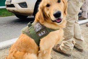 Foto Facebook (Carabineros de chile)