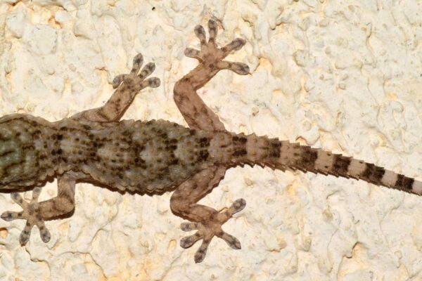 Il geco è il futuro dell’Occidente europeo