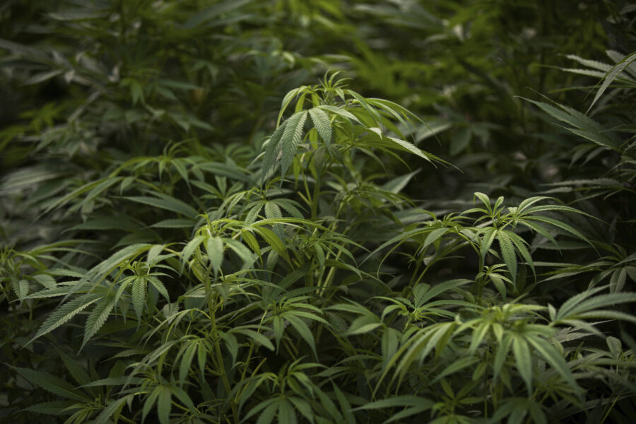 Marijuana plants grow at a camp outside of the country’s Senate building in Mexico City, Thursday, July 16, 2020. Mexican marijuana activists have been camping outside the Senate since Feb. of this year, growing a crop of marijuana plants and smoking it as a way to pressure the government into legalizing recreational cannabis. (AP Photo/Fernando Llano)