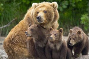 L’Orsa Gaia è ufficialmente salva, il Tar di Trento ferma abbattimento: “Non imputabile”