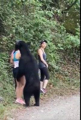 Orso nero si avvicina ad una ragazza e la abbraccia, lei si fa un selfie