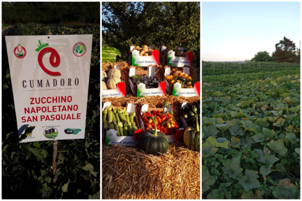 Da terreni incolti a fiorenti campi agricoli, il miracolo del progetto Monteruscello Agro City