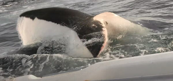 Squalo bianco attacca una barca, le terrificanti immagini del “saluto” a padre e figlio