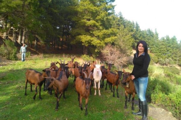 Troppi cavilli per una recinzione: “Dieci anni per aprire il mio agriturismo”