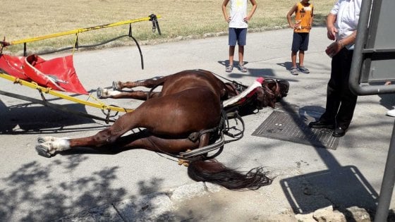 Stramazzano sotto il sole: indigna più un cavallo che muore alla Reggia di Caserta che un bracciante senza diritti