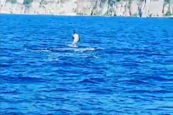I delfini tornano a giocare a largo del Golfo di Sorrento