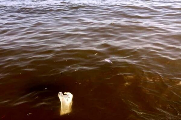 Scarichi killer a mare, i controlli non bastano più: “Serve una task force per vigilare”