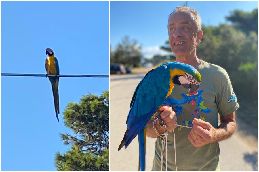 Punta Licosa, pappagalli in volo sul porticciolo regalano ‘effetto meraviglia’ ai bagnanti