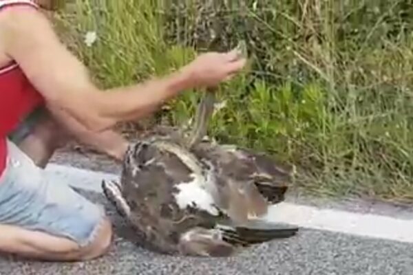 Serpente cattura uccello, il video che sta facendo il giro della rete