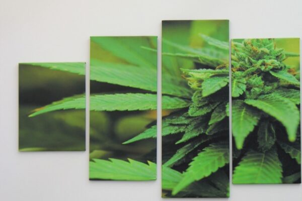 Cannabis light, Cannabidiol fa causa all’Agenzia dei monopoli. E Fratoianni bacchetta Speranza sul Cbd